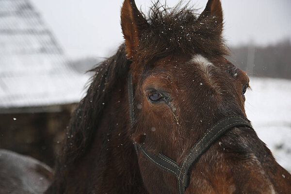 head of a horse