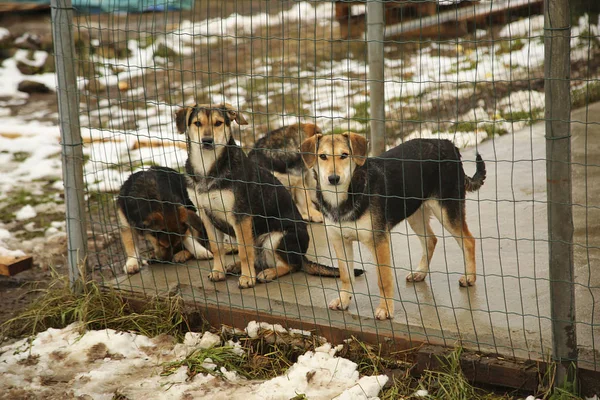 Refugio Para Perros Sin Hogar Esperando Nuevo Propietario — Foto de Stock
