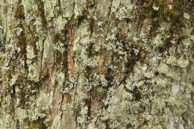 Ağaç kabuğu ve yosun