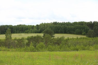 Tarlalı orman manzarası