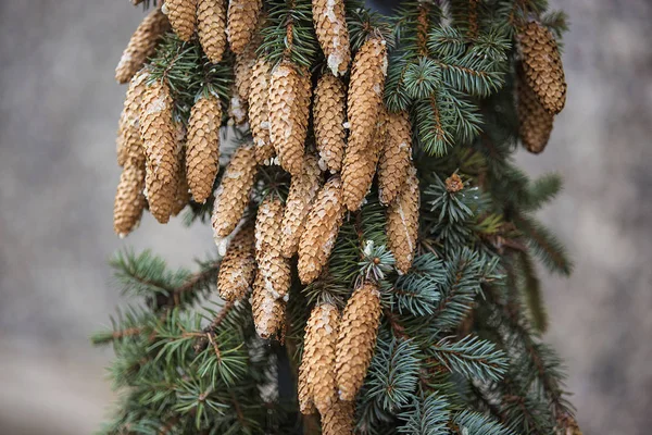 Branches of a fir closeup — Stock Photo, Image