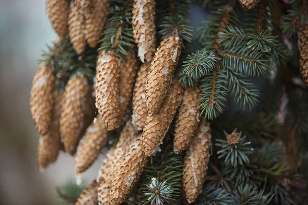 Branches of a fir closeup — Stock Photo, Image