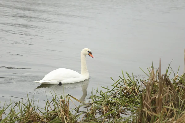 川に白鳥が — ストック写真