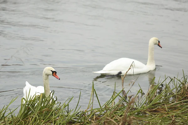 Zwanen op de rivier — Stockfoto