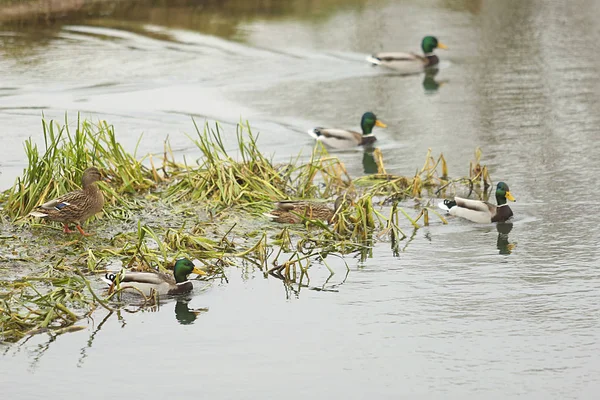 Плавающие утки в канале — стоковое фото