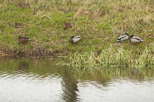 Floating ducks in the canal — 스톡 사진