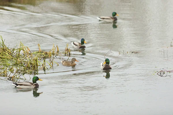 Плавающие утки в канале — стоковое фото