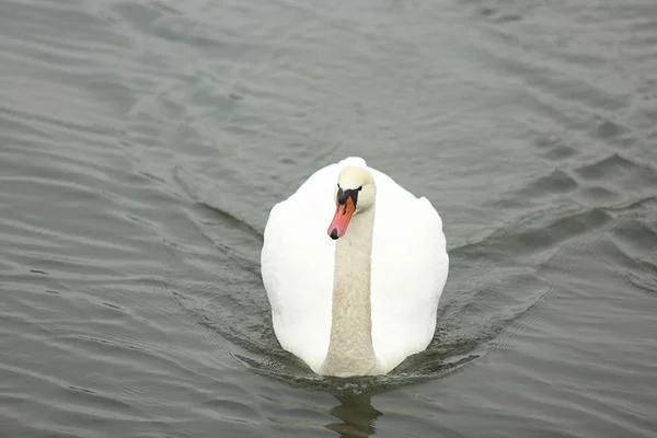 Swans on the river — Stock Photo, Image