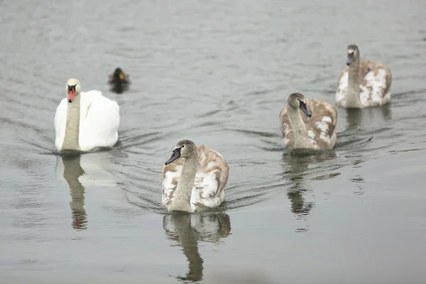 Лебеди на реке — стоковое фото