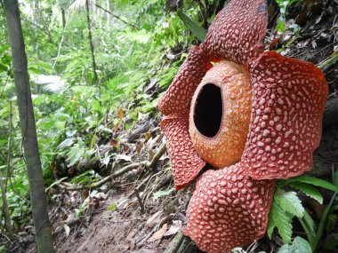 Bengkulu ormanında tam çiçeklenmiş Rafflesia arnoldii çiçeği