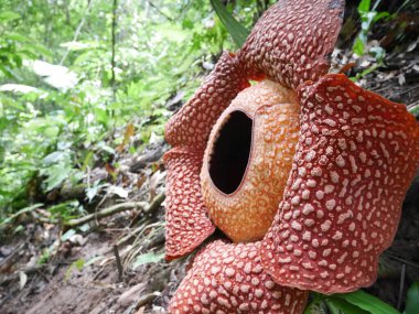 Bengkulu ormanında tam çiçeklenmiş Rafflesia arnoldii çiçeği
