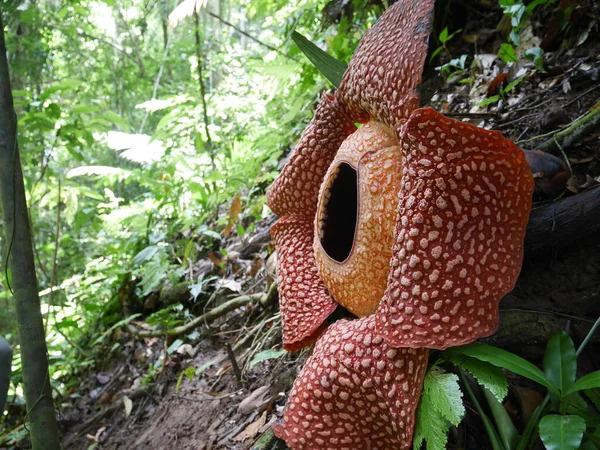 Bengkulu ormanında tam çiçeklenmiş Rafflesia arnoldii çiçeği