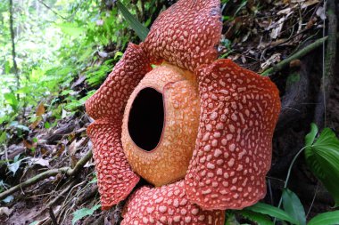 Bengkulu ormanında tam çiçeklenmiş Rafflesia arnoldii çiçeği