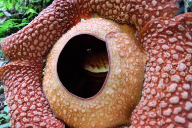 Bengkulu ormanında tam çiçeklenmiş Rafflesia arnoldii çiçeği