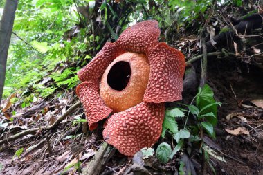 Bengkulu ormanında tam çiçeklenmiş Rafflesia arnoldii çiçeği