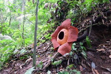 Bengkulu ormanında tam çiçeklenmiş Rafflesia arnoldii çiçeği