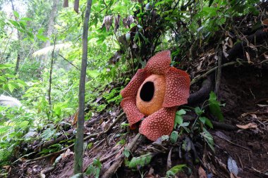 Bengkulu ormanında tam çiçeklenmiş Rafflesia arnoldii çiçeği