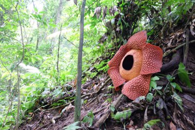 Bengkulu ormanında tam çiçeklenmiş Rafflesia arnoldii çiçeği