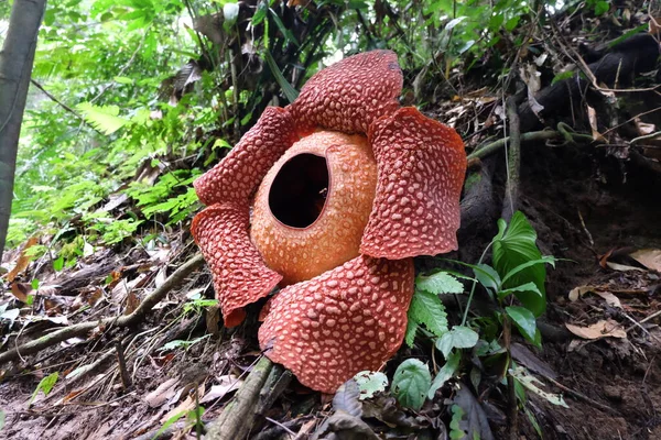 Flor Rafflesia Arnoldii Flor Integral Floresta Bengkulu — Fotografia de Stock