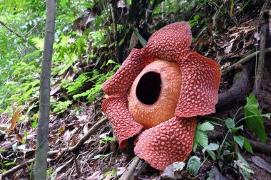 Bengkulu ormanında tam çiçeklenmiş Rafflesia arnoldii çiçeği