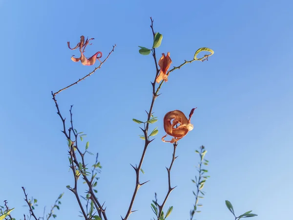 Vacker Pithecellobium Dulce Madras Thorn Träd Med Blå Himmel — Stockfoto