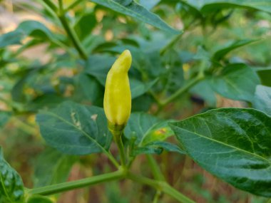 Tarlada yetişen güzel acı biber.