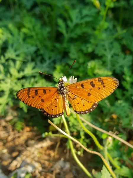 Schöner Schmetterling Acraea Terpsicore Auf Grünem Hintergrund — Stockfoto