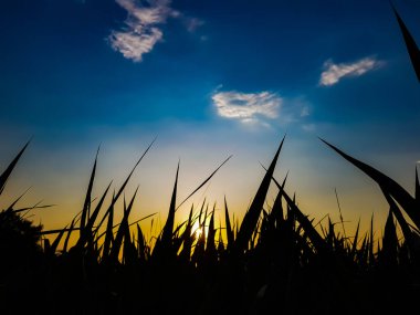 Gün batımlı güzel dramatik bulutlar. Gün batımında inanılmaz dramatik bulutlar. Arka plan duvar kağıdı ve dokusu için.