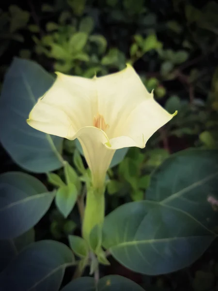 Bela Flor Datura Colorida Campo Com Fundo Verde — Fotografia de Stock