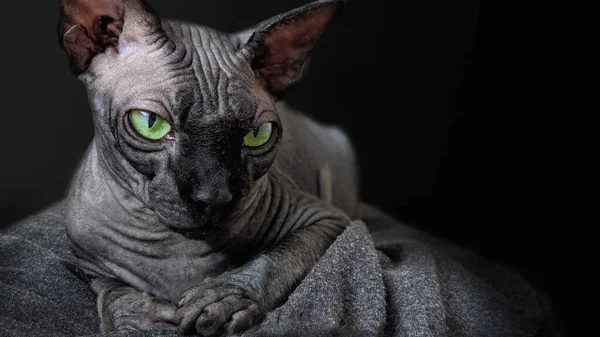 Schwarze Sphynx Katze Auf Schwarzem Hintergrund Grüne Augen Einer Katze — Stockfoto