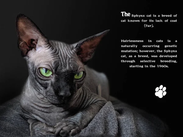 Black sphynx cat on a black background. Green eyes of a cat. The cat is lying. Close-up. An example of design text.