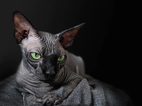 Kucing Hitam Sphynx Pada Latar Belakang Hitam Mata Hijau Kucing — Stok Foto