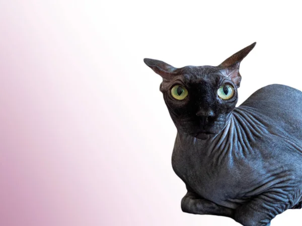 Verrückte Schwarze Katze Auf Weißem Hintergrund — Stockfoto