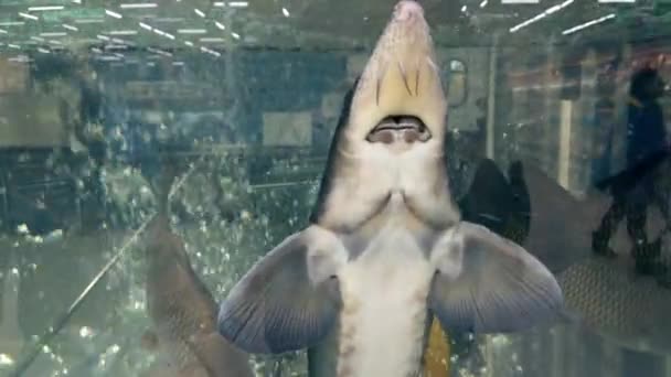 Sturgeon Swims Aquarium Beats Glass Blue Water Beautiful Fish — Stock Video