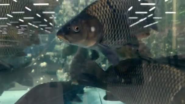 Karpfen Schwimmen Einem Aquarium Schläge Ins Glas Blaues Wasser Schöne — Stockvideo