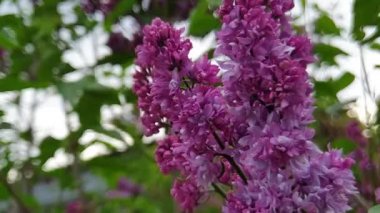 Çiçek açan leylak dalları. Ağaçtaki mor çiçekler.