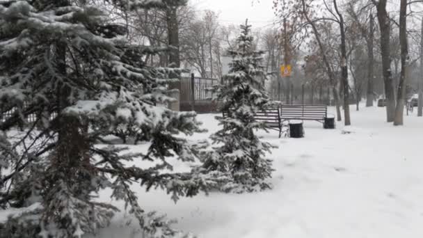 トウヒを背景に雪が降っています 公園内には雪が積もっている フェンスの後ろに車を渡す — ストック動画