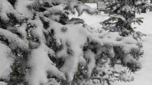 Está Nevando Sobre Fondo Abeto Árbol Está Cubierto Nieve Parque — Vídeo de stock