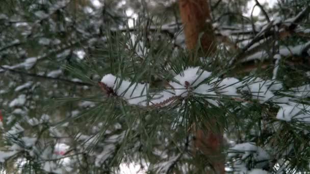 Ladin Arka Planında Kar Yağıyor Parkta Karla Kaplı Bir Ağaç — Stok video