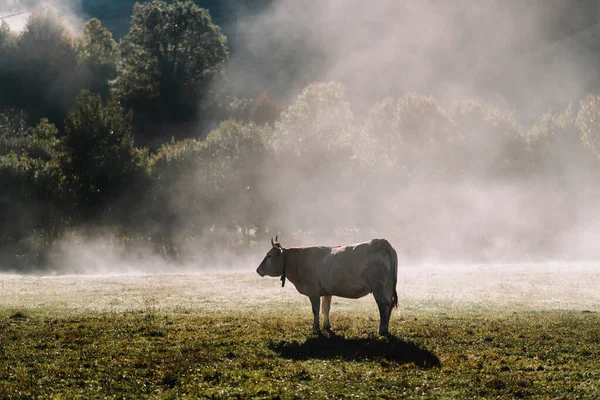 Типичная Наваррская Корова Зеленом Лугу Туманом Рассвета Пиренеях — стоковое фото