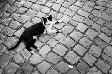 Siyah ve beyaz kaldırımlı zeminde miyavlayan kedi.