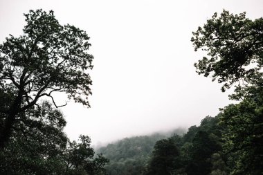 Ormanın üzerinde beyaz sisle kaplı ve ön planda ağaçlarla çevrili bir gökyüzünün romantik görüntüsü.