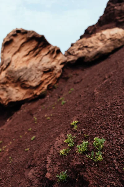 Небольшие Бутоны Зеленых Дикорастущих Растений Красной Почве Скалах Голубом Небе — стоковое фото