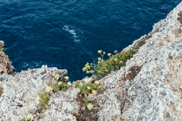 Detalj Gula Vilda Blommor Kanten Vit Stenig Klippa Med Djupblå — Stockfoto