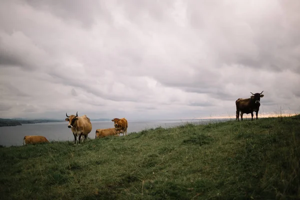 Группа Коричневых Коров Зеленом Лугу Моря Серым Облачным Небом — стоковое фото