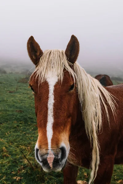 Portrait Head Native Navarre Horse Wet Green Meadow Fog — Stock Photo, Image