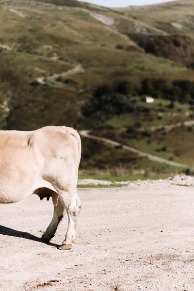 Половина Профиля Белокурой Коровы Смотрит Налево Фоне Зеленых Холмов Полдень — стоковое фото