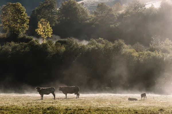 Коренная Порода Наваррской Коровы Которой Грозит Вымирание Наварре Испания Октября — стоковое фото