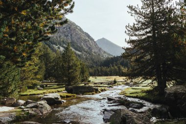 Pireneler vadisinde yeşil çamlarla çevrili bir nehir manzarası