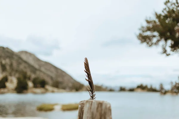 Орел Стервятник Несконцентрированным Озером Горным Фоном Пиренеях — стоковое фото
